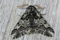 Biston strataria