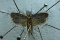 Depressaria daucella