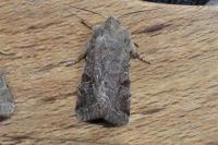 Orthosia incerta