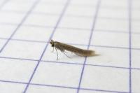 Bedellia somnulentella