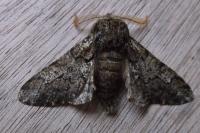 Biston strataria