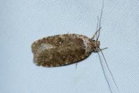 Agonopterix ciliella