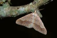 Phigaliohybernia marginaria
