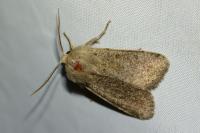 Orthosia cruda