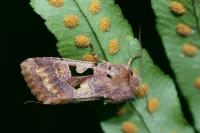 Orthosia gothica