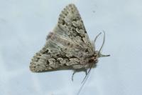 Xylocampa areola