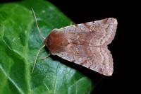 Cerastis rubricosa