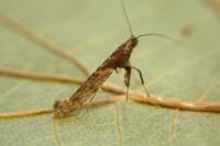 Caloptilia falconipennella