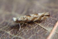 Phyllonorycter comparella