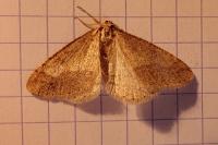 Phigaliohybernia marginaria