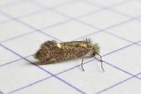 Dyseriocrania subpurpurella