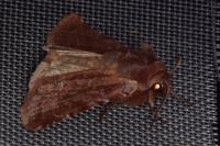 Cerastis rubricosa