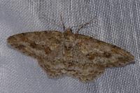 Ectropis crepuscularia