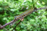 Malacosoma neustria