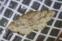 Ectropis crepuscularia