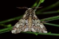 Biston strataria
