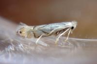 Phyllonorycter harrisella
