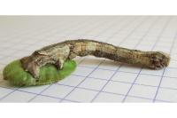Crocallis