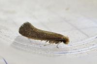 Monopis imella