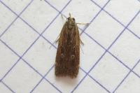 Helcystogramma triannulella