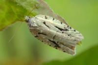 Acleris literana