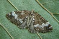 Perizoma alchemillata