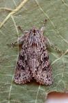 Xylocampa areola
