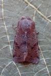 Orthosia incerta