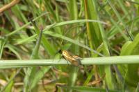 Cauchas rufimitrella
