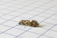 Dyseriocrania subpurpurella