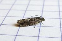 Pammene argyrana