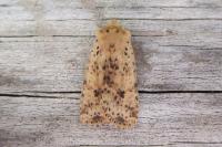 Conistra rubiginea