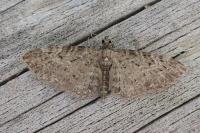 Eupithecia virgaureata