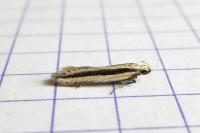 Mirificarma interrupta