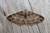 Paradarisa consonaria