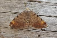 Macaria liturata