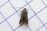 Spuleria flavicaput