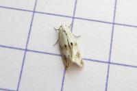 Elachista maculicerusella