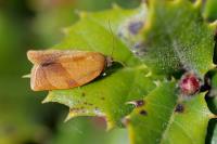 Cacoecimorpha pronubana