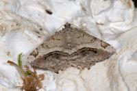 Chiasmia aestimaria