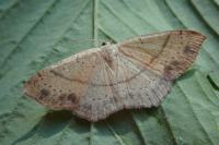 Cyclophora punctaria