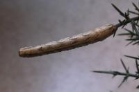 Crocallis dardoinaria