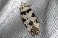 Pseudotelphusa scalella