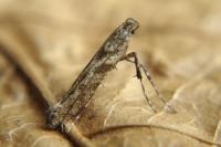 Caloptilia cuculipennella