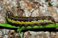 Orthosia miniosa