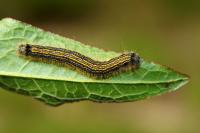Malacosoma neustria