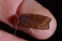 Conistra ligula