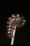 Acronicta rumicis