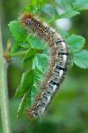 Lasiocampa quercus