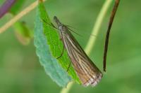 Chrysoteuchia culmella